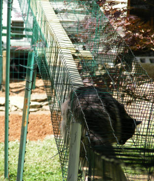 run walkway for cats