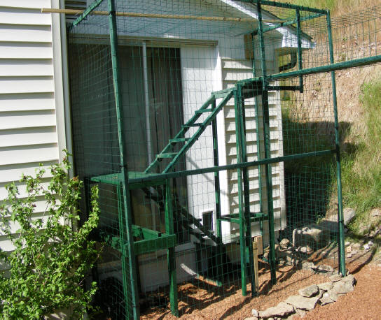 cat fenced in outdoor play space